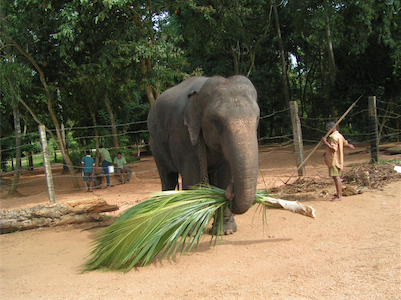 Colombo Flyplats Biluthyrning